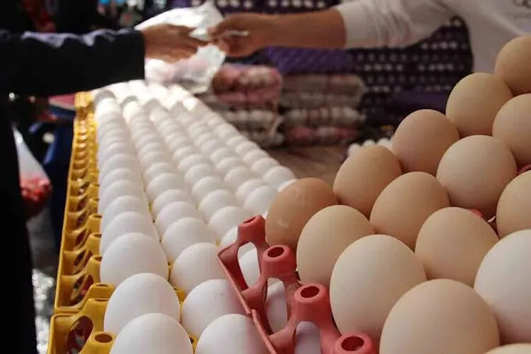 پروژه‌ای بزرگ برای بازار تخم‌مرغ