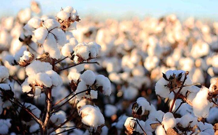 دو رقم جدید پنبه مقاوم به کم‌آبی معرفی شد
