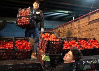 باران نبارید، گو‌جه‌فرنگی 70 هزار تومان شد!