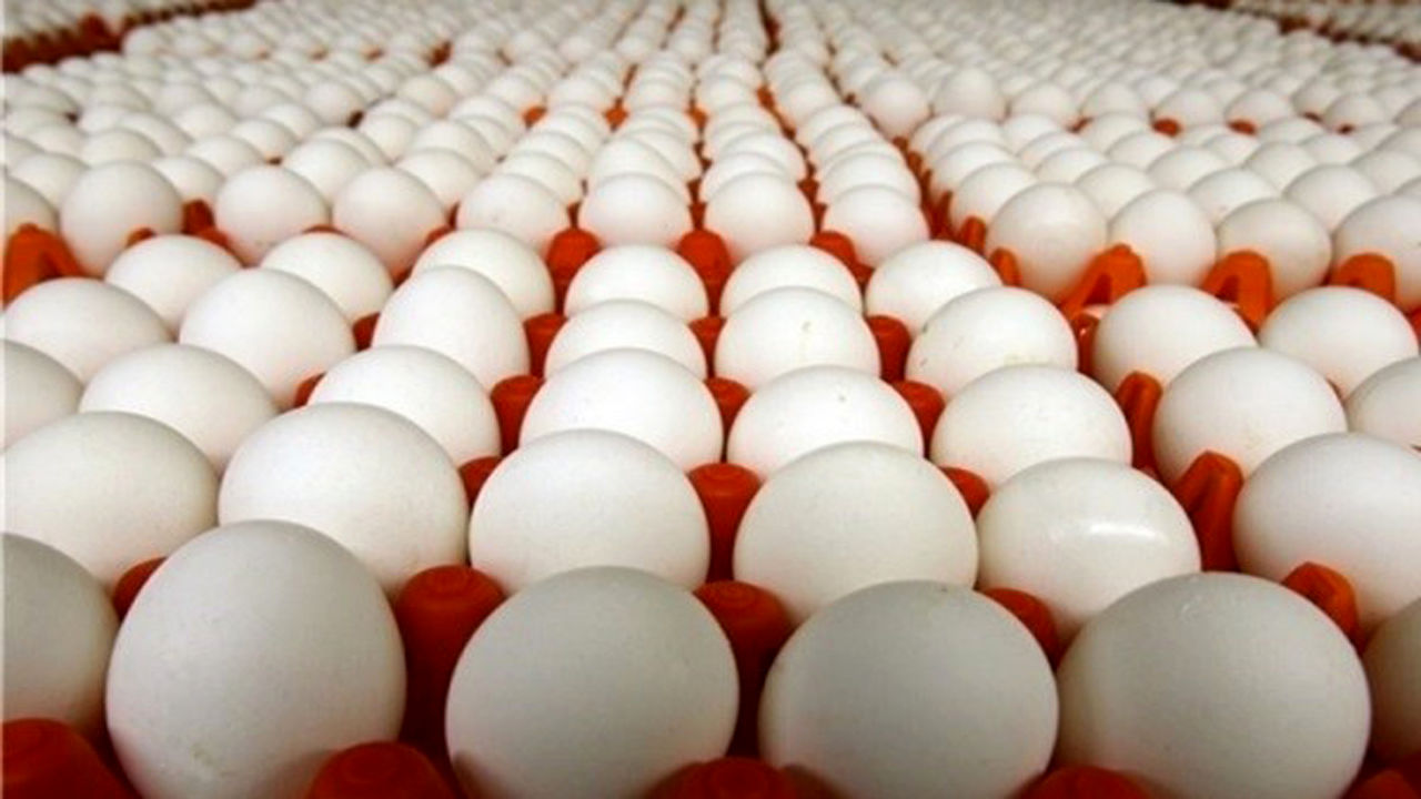 قیمت تخم‌مرغ دوباره بالا رفت/ تخم مرغ شانه‌ای چند؟
