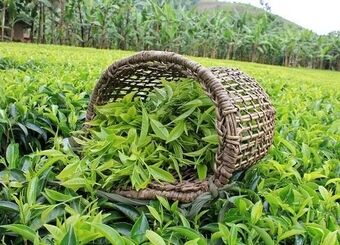 افزایش ۷۲ درصدی قیمت برگ سبز چای در سال جاری
