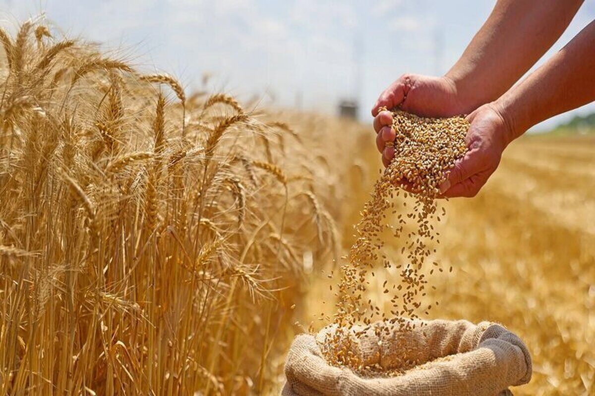 اصلاح قیمت گندم به کجا رسید؟ / کشاورزان منتظر تصمیم نهایی
