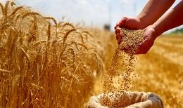 اصلاح قیمت گندم به کجا رسید؟ / کشاورزان منتظر تصمیم نهایی
