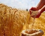 اصلاح قیمت گندم به کجا رسید؟ / کشاورزان منتظر تصمیم نهایی
