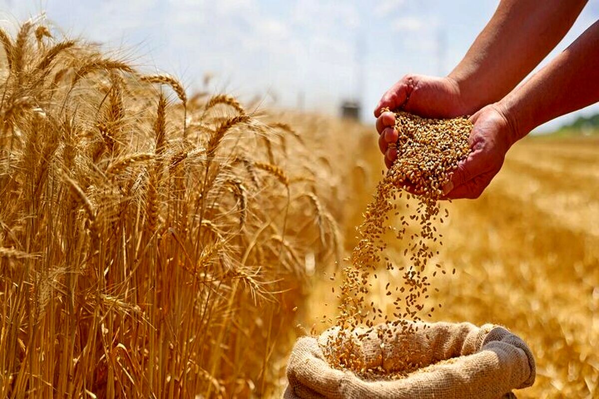 اصلاح قیمت گندم به کجا رسید؟ / کشاورزان منتظر تصمیم نهایی
