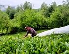 زلزله در بازار / چای ارزان می‌شود؟
