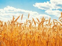 خرید تضمینی گندم بین ۴۷۵۰۰ تا ۴۹۵۰۰ تومان تعیین شد
