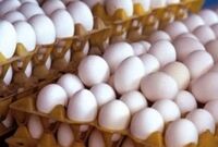 اعلام قیمت جدید تخم مرغ / قیمت یک شانه تخم مرغ چقدر شد؟
