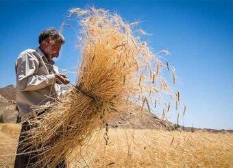 خبر بد برای گندمکاران/ نرخ پیشنهادی برای هر کیلوگرم گندم رد شد
