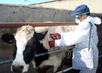 هیئت وزیران، تعرفه جدید خدمات دامپزشکی بخش دولتی را تصویب کرد
