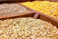 بحران نهاده‌های دامی و سکوت دولت در برابر انحصارگران