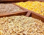 بحران نهاده‌های دامی و سکوت دولت در برابر انحصارگران