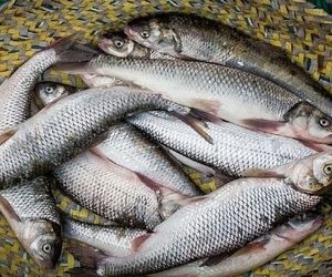 خبر داغ بازار ماهی / قیمت قزل‌آلا به ۳۵۰ هزار تومان رسید
