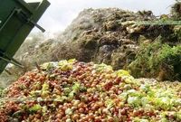 وزیر جهاد: صادرات کشاورزی ۳۵ درصد رشد کرد