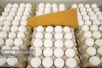 صعود قیمت تخممرغ به ۵۰ هزار تومان