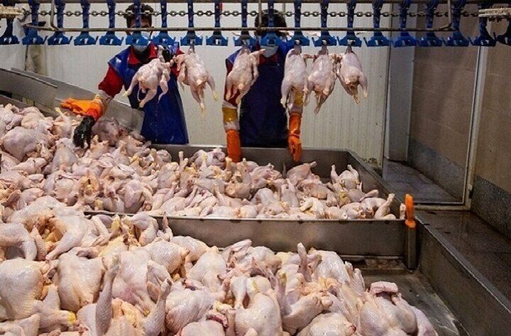 گوشت مرغ استان تهران تامین است/ برخورد جدی با گران‌فروشان
