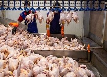 گوشت مرغ استان تهران تامین است/ برخورد جدی با گران‌فروشان
