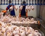 اعلام قیمت‌های نامتعارف گوشت مرغ صحت ندارد