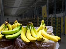 ثبت سفارش موز، قهوه و دانه کنجد فردا آغاز می‌شود
