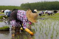 گمرک ایران: ممنوعیت ترخیص برنج در فصل برداشت در سال ۱۴۰۴ لغو شد+ سند