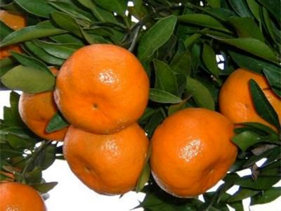 نارنگی قاچاق با تلاش قاچاقچیان از پاکستان وارد بازار شد/ برنامه ریزی قاچاقچیان برای شب عید