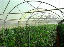 20 هزار هکتار زمین برای ساخت گلخانه واگذار می شود