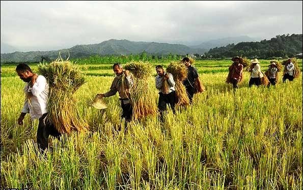 بانک کشاورزی اسناد مالکیت مزرعه را به عنوان وثیقه از کشاورز قبول نمیکند!