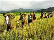 بانک کشاورزی اسناد مالکیت مزرعه را به عنوان وثیقه از کشاورز قبول نمی‌کند!