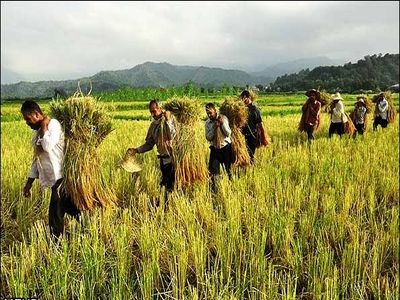 بانک کشاورزی اسناد مالکیت مزرعه را به عنوان وثیقه از کشاورز قبول نمی‌کند!