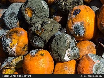 میوه‌های ذخیره شده برای نوروز 95 فاسد شد + عکس