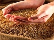 عرضه جو و ذرت دامی از طریق بورس کالا انجام می‌شود
