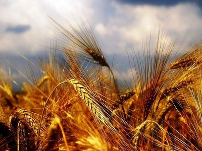 سیر خرید تضمینی گندم از سوی دولت به روایت نمودار