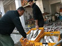 قیمت مرغ 200 و ماهی 3000 تومان گرانتر شد/ کاهش 40 درصدی تولید ماهی قزل آلا