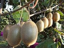 اشتباه وزیر کشاورزی روحانی/ کیوی فروش ندارد، باغداران ضرر کردند