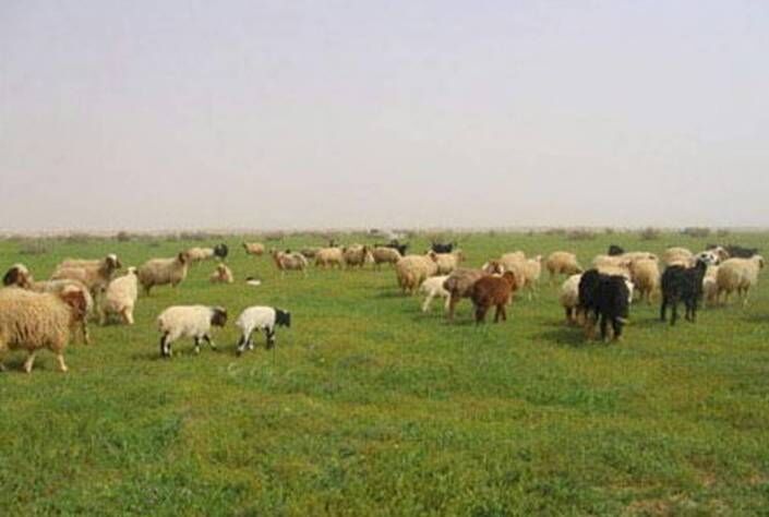 توسعه دامپروری فراسرزمینی ایران در بلاروس به ایستگاه پایانی رسید