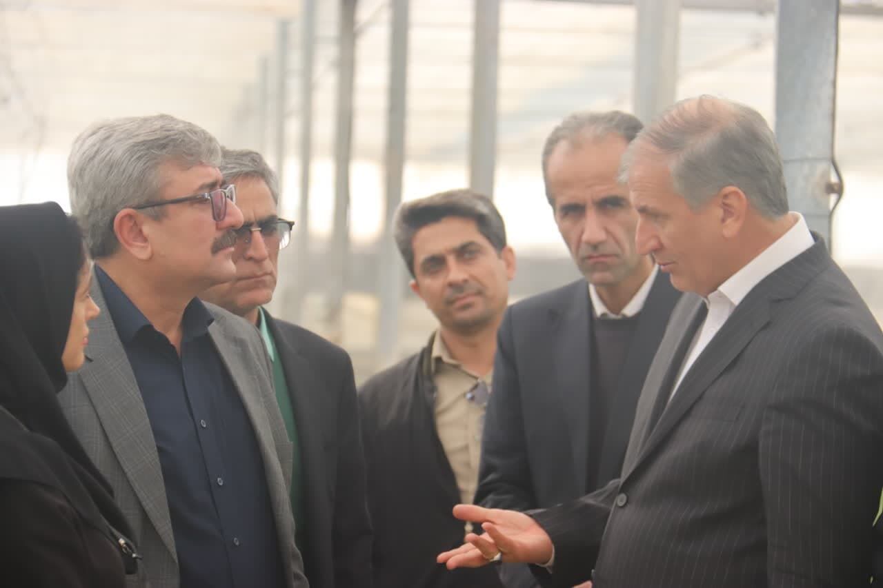 آثار خشکسالی و ناترازی انرژی؛ کاهش ۳۴ درصدی تولید گندم در سمنان
