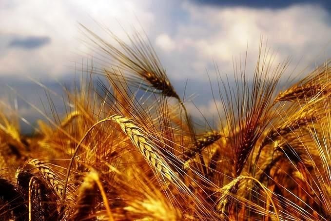 تمهیدات دولت برای خرید تضمینی گندم در سال98 اعلام شد