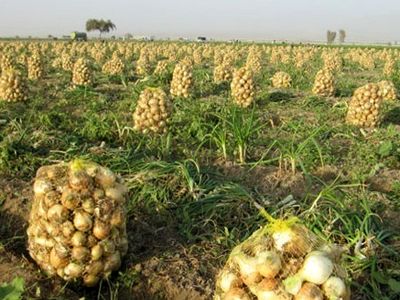 قیمت پیاز بعد از ممنوعیت صادرات نزولی شد
