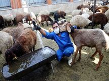 قیمت قیمت دام زنده و گوشت قرمز کاهش  خواهد داشت