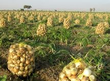 قیمت 5 هزار تومانی پیاز در تهران عجیب است/ محصولمان روی دستمان مانده است، وزارت جهاد کشاورزی کاری نمی‌کند