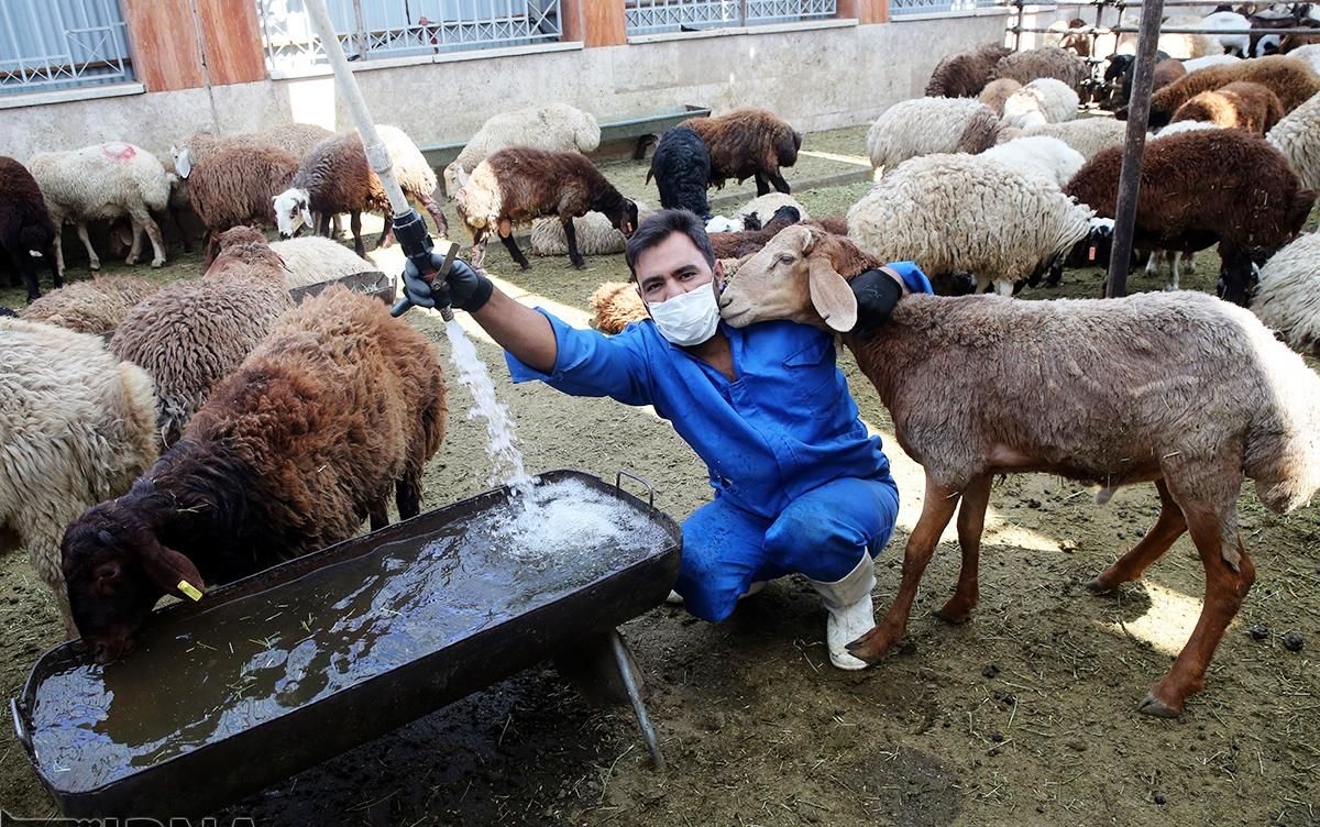 آلایش ۲۰ هزار دام به ضایعات تبدیل شد!