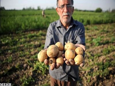 رکورد گرانی سیب زمینی در ۱۲ سال گذشته شکسته شد+ نمودار