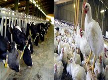 چرا با وجود رشد چشمگیر تولیدات دام و طیور در سال ۹۷ اما قیمت‌ها چند برابر شد؟