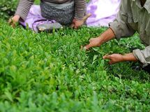 کاهش ۴۵ درصدی صادرات چای ایرانی در دولت روحانی