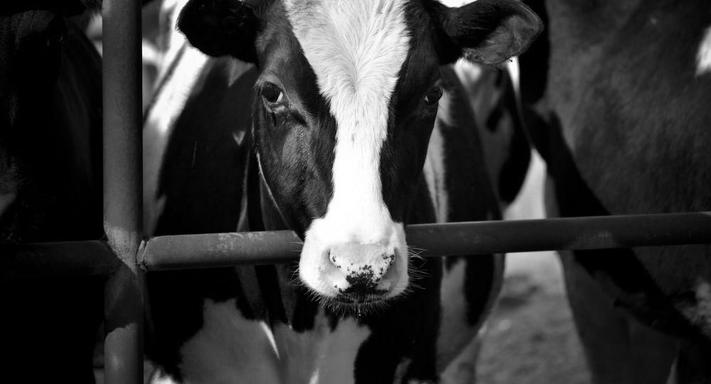 شرکت زیر مجموعه وزارت جهاد کشاورزی بیش از 3 میلیون دلار اسپرم و لوازم تلقیح مصنوعی از آمریکا، فرانسه و کانادا وارد کرد