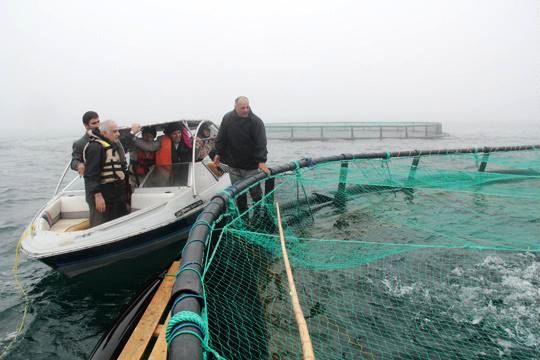 موج تغییر قیمت ها در بازار ماهی