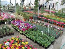 سرانه مصرف گل در کشور ۱۵ شاخه است