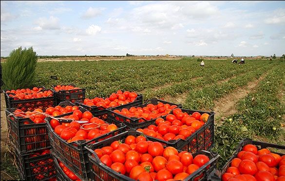 پاکستان ۴۵۰۰ تن گوجه فرنگی از ایران وارد میکند