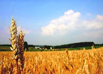 لزوم تخصیص یارانه به کالاهای استراتژیک