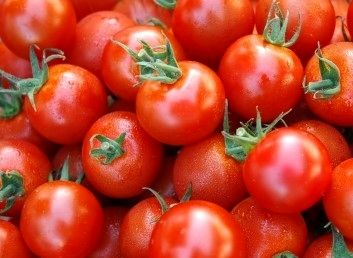 آغاز کاهش نرخ گوجه فرنگی در بازار